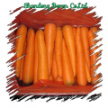 Fresh Vegetables Fresh Carrots S/M/L/2L